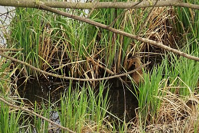 Dobře ukrytá kachna