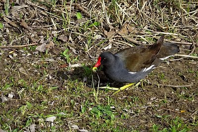 Slípka zelenonohá ze Stodůlek