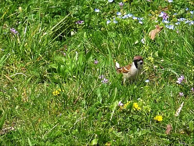 Vrabčák na trávníku
