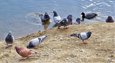 Holubí návštěva u vodních ptáků v rybníku