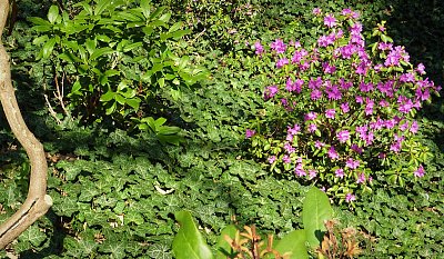 Změť rostlin v Panské zahradě