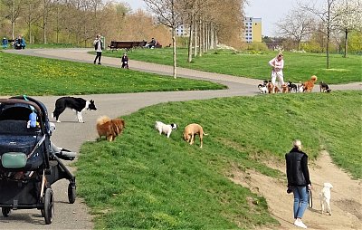 Kolik napočítáte pejsků?