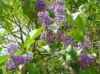 A jak krásně voní...