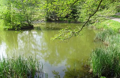 Malí kapříci v rybníčku*