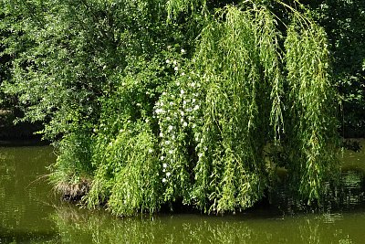 Ptačí ostrůvek v Panské zahradě