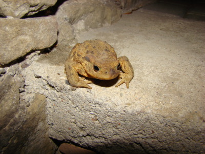 Kuňka žlutobřichá