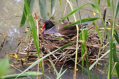 Slípka zelenonohá na hnízdě