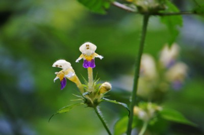 konopice sličná :-)