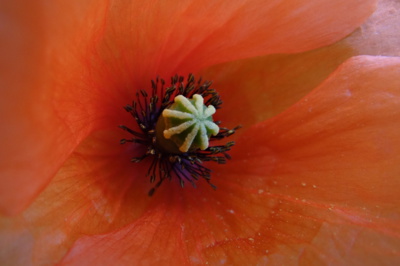 Jako motýlí křídla