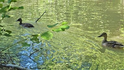 Jedna kachna za druhou