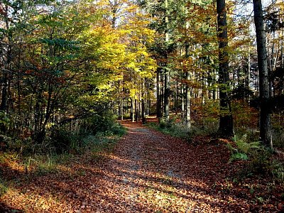 Podzimní les *