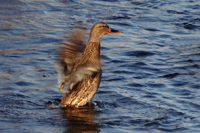 Upažíme, raz dva...
