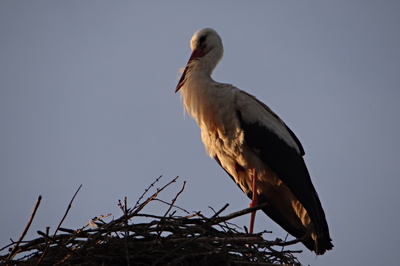 Psst, děti ještě spí