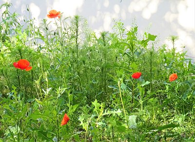 Půvab vlčích máků