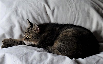 Vyhlížím ptáčka