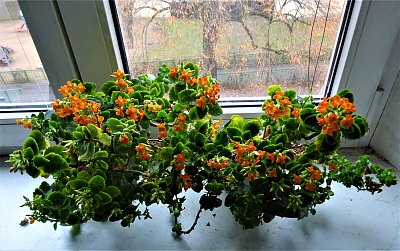 Kalanchoe opět kvete *