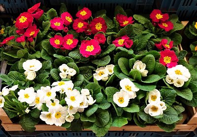 Maceškové potěšení