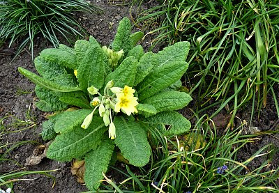 Klíč, co jaro odmyká