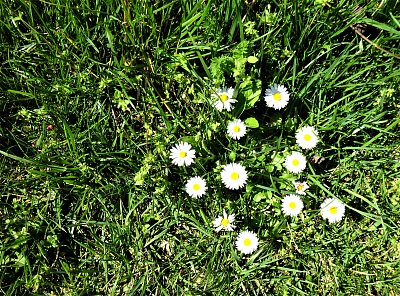 Sedmikrásky pro radost