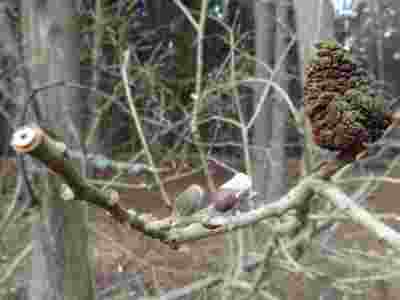 Stromeček nebo kočička?