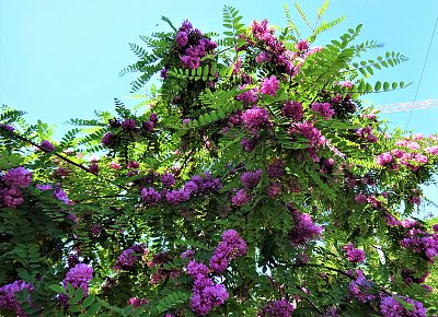 Každý rok se na ně těším