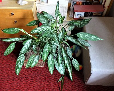 Zátiší s toulcovkou