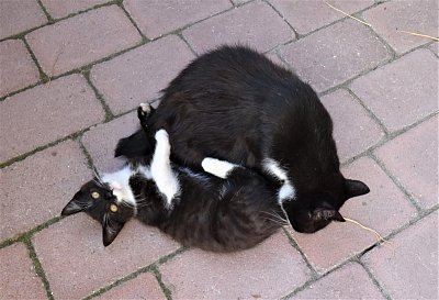 Zvířata se mají taky ráda