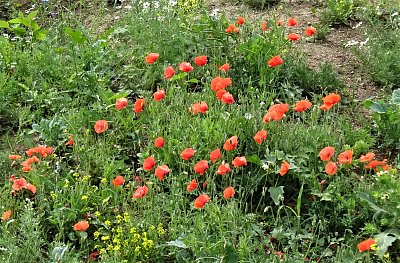 Kolemjdoucím pro radost