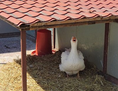 Neotvírej si na mě zobák!