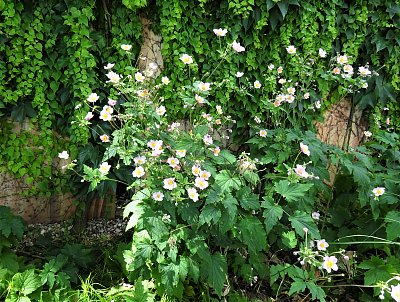 Kolemjdoucím pro radost