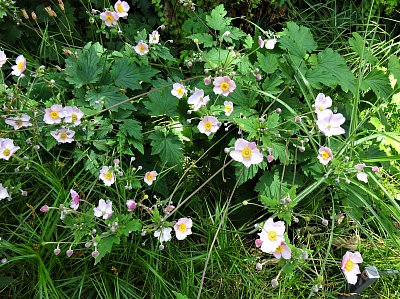 Šípkové růžičky