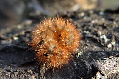 Hádanka - Co to je?