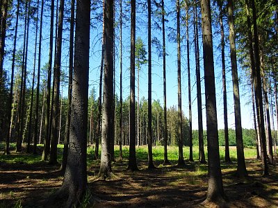 Pro stromy nevidět les