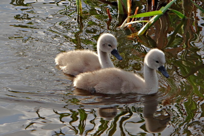 A takových nás je doma sedm