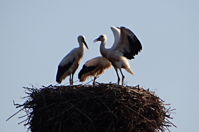Povídám, takto musíš mávat ...