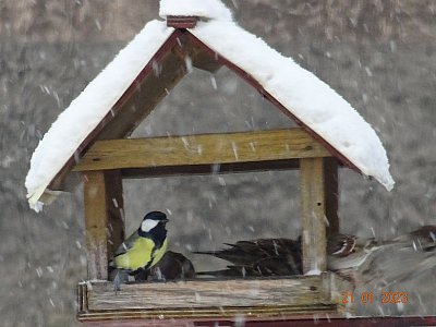 Na krmítku je frmol.