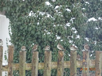 Spokojení strávníci