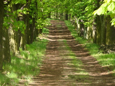 V té naší aleji........