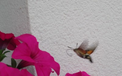 svízelka letí na svačinku