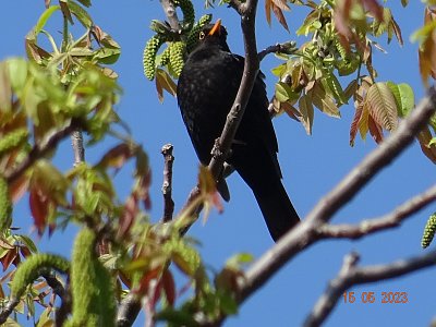 Kosí árie podvečerní