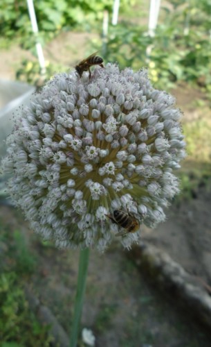 pracovité včelky na květu pórku