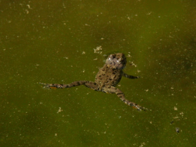 Kuňka žlutobřichá na Všemině