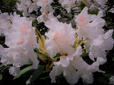 rododendron