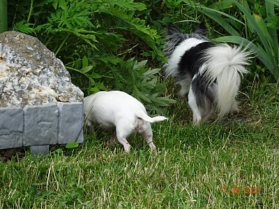 Pátrající obranáři