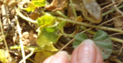 kamarádka  ..bydlí pod jahodama  pod trámem