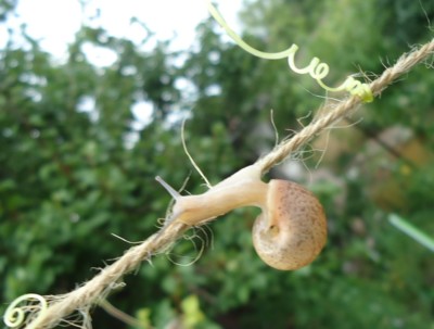 šnečků plná zahrádka..