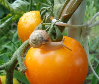 třetí šnečkova cesta..