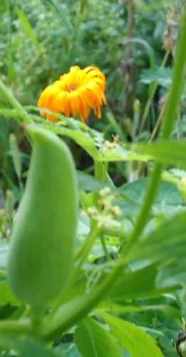 Ačokča a měsiček lékařský..