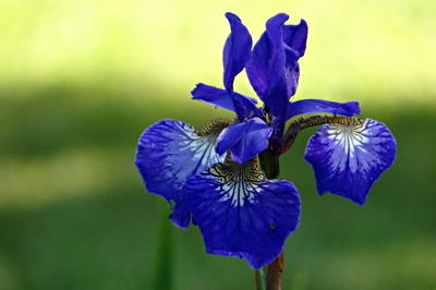 Modrá z naší zahrádky