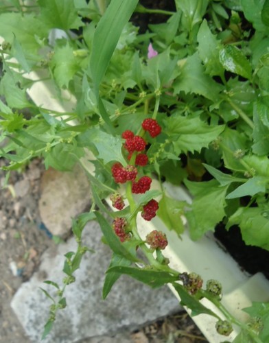 jahodový špenát--